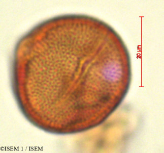 Manettia alba - lame n° 29301